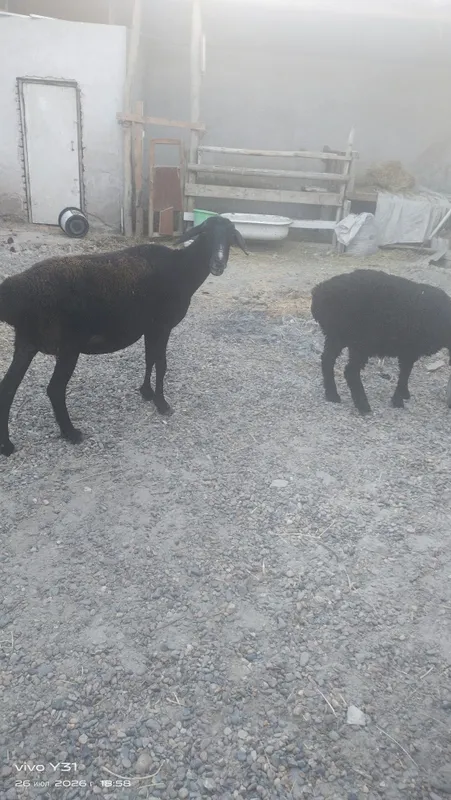 Ona bola qoʻylar bolasi qoʻchqorcha 2