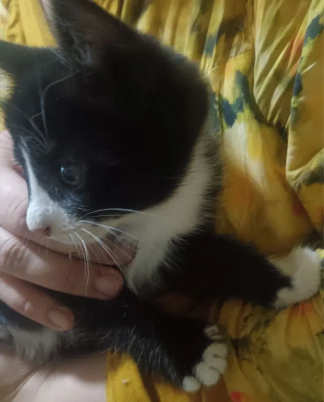 Котята бесплатно 3 Котята бесплатно 3