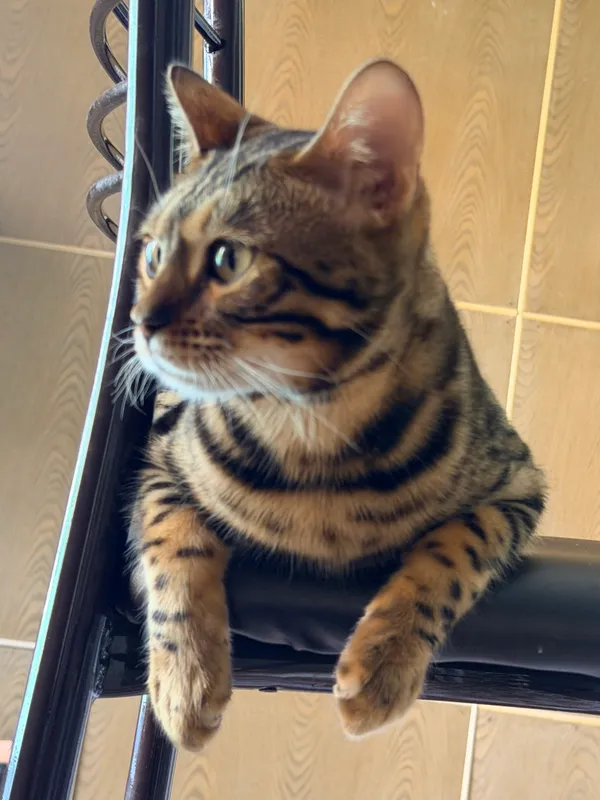 Бенгалский кот 9мсц