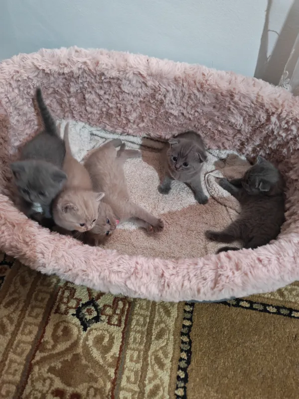 Котята шотландские вислоухие