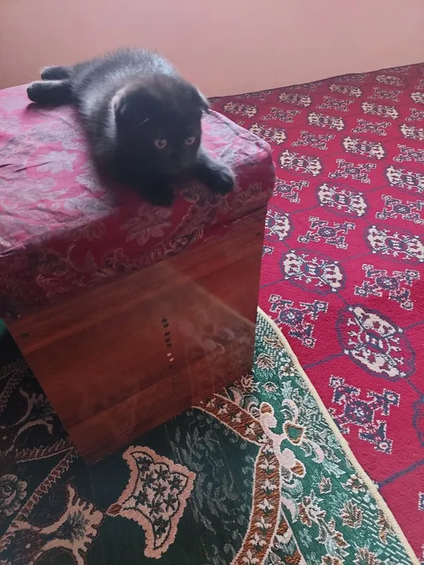 Шотландский фолд