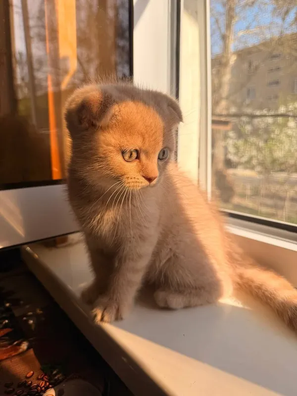 Порода:Скотиш Фолд. — фото 2