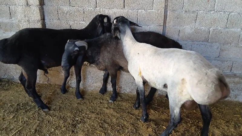 3 ta qoʻchqor sotiladi 3