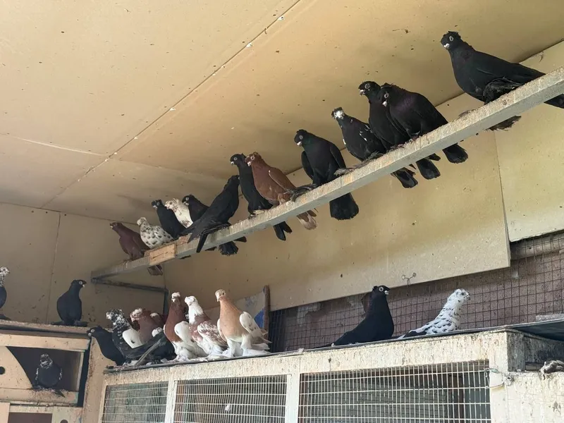 Продаются голуби, kaptar, голубь 4 Продаются голуби, kaptar, голубь 4