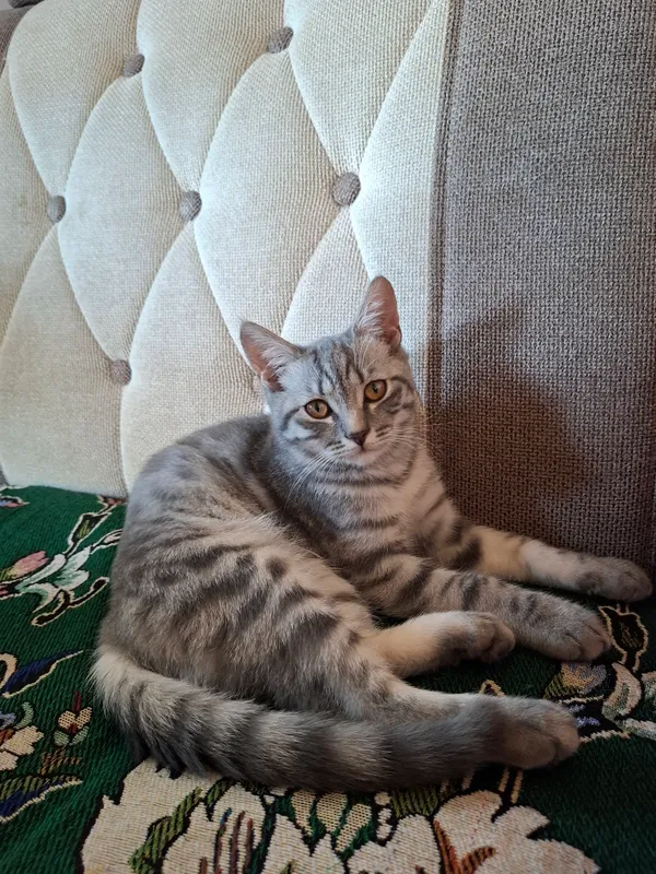 кошка породистая 3