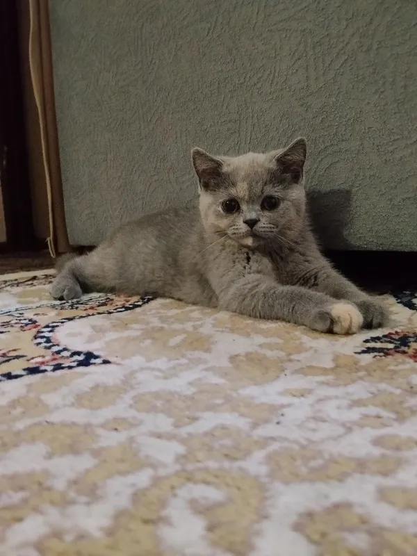 Британские котята 2 Британские котята 2