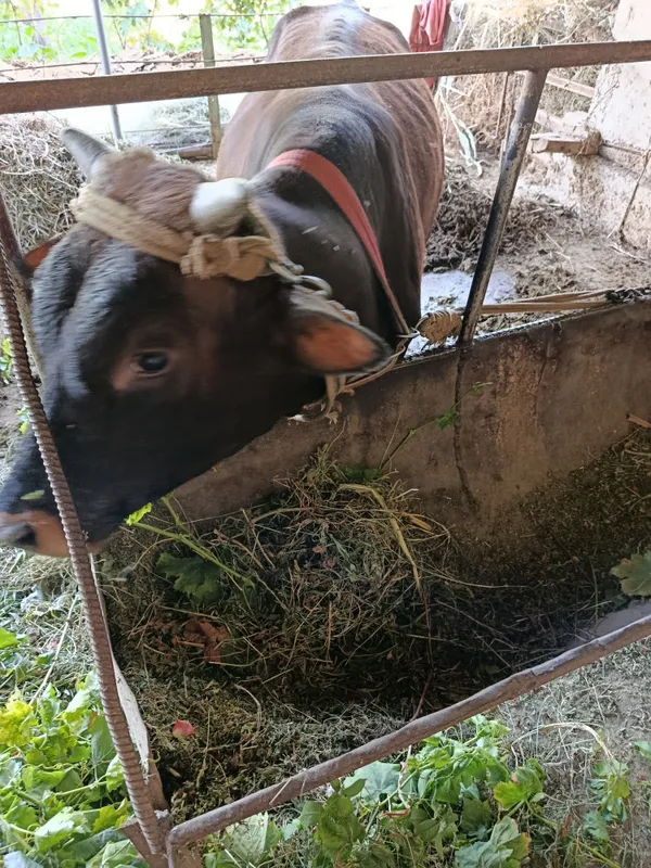 Buqacha boqishga tayyor yeyishi zör soğlom 1.25 böyi 5 Buqacha boqishga tayyor yeyishi zör soğlom 1.25 böyi 5