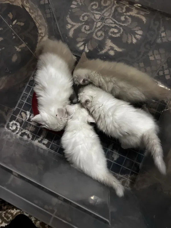 Oq Rangli Turetiskiy angora qiz bolasi — фото 2