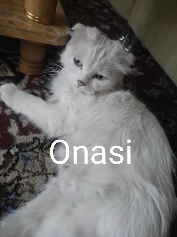 Zotdor, qiz bola 1 oylik narxi kelishiladi — фото 1