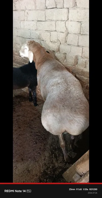 Кучкор сотилади зотка 1