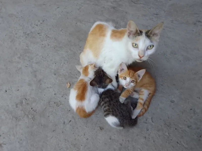 Котята 2 месяца, два мальчика и девочка в добрые руки 1 Котята 2 месяца, два мальчика и девочка в добрые руки 1