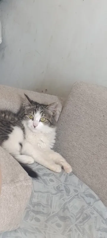 Пристраивается котенок