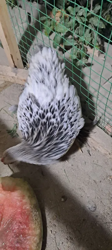 Karlik brama bor 4 Karlik brama bor 4
