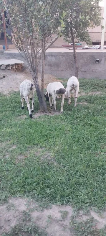 Кучкорчалар сотилади. 5