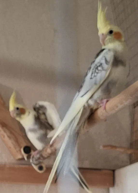 Кореллы, пара 700.000 — фото 3