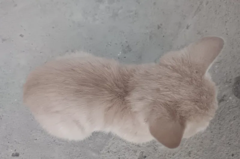 Котёнок-мальчик 1 Котёнок-мальчик 1