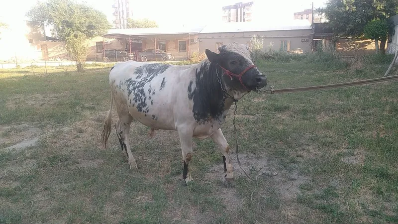 Buqa sotiladi yosh 4