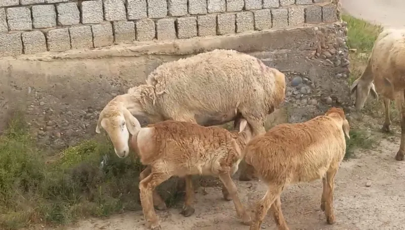 Afgʻon zotli qoylar sifatli — фото 1