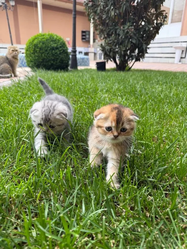 Skotish fold mushukchalari скотиш фолд шиншила — фото 4
