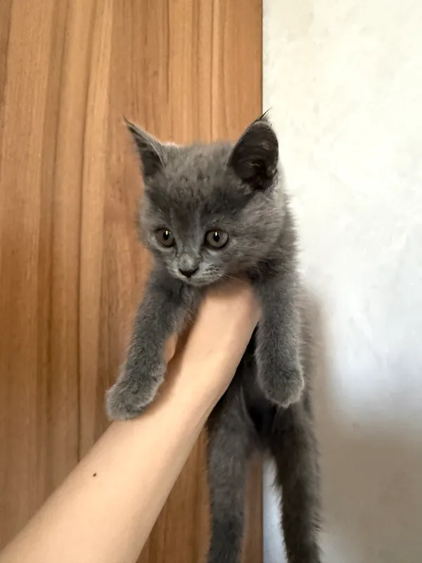 British shorthair British shorthair
