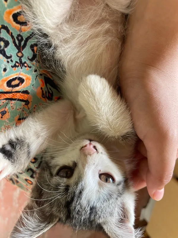 кошка 6 кошка 6
