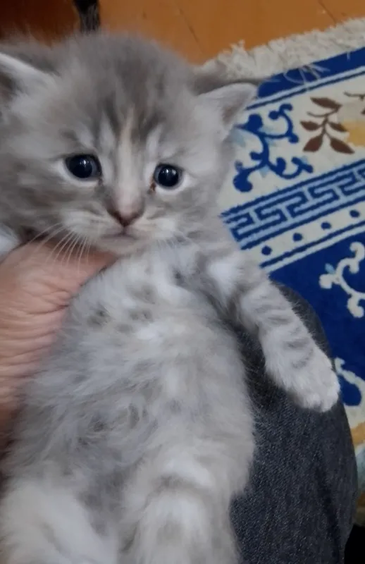 Продам котят породы манчкин — фото 1