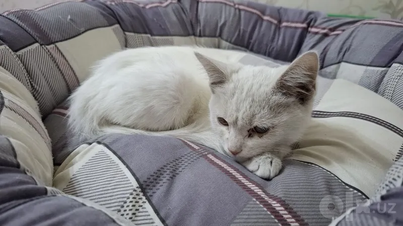 Белый котёнок 2 Белый котёнок 2