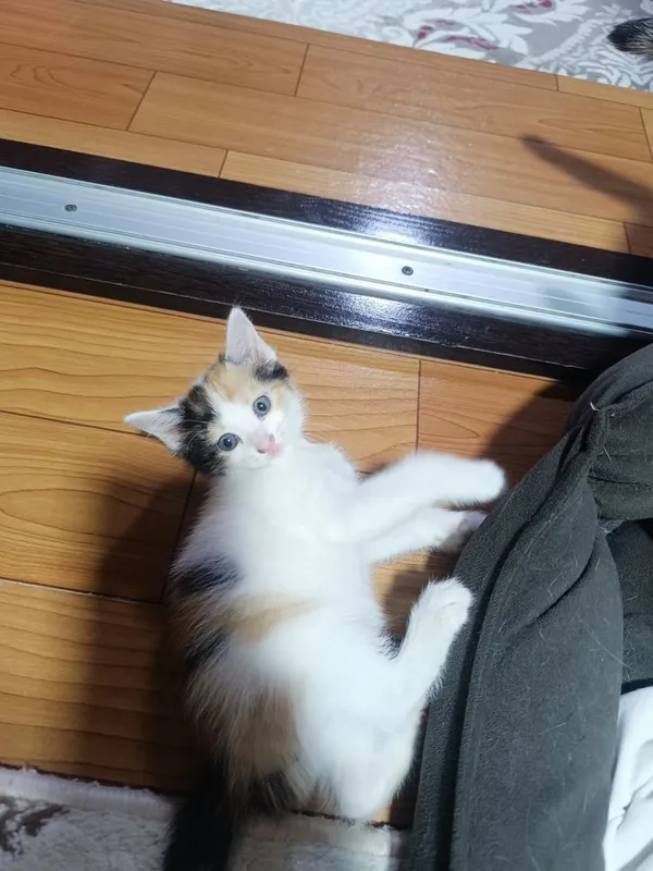 Отдам котят в добрые руки Отдам котят в добрые руки