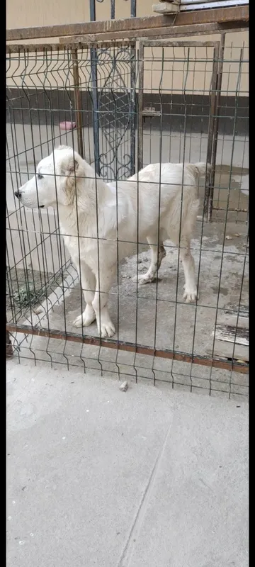 Алабай 8 месяцев
