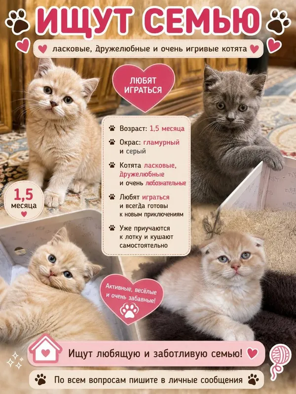 Продаются чистокровные котята Британцы. 2 Продаются чистокровные котята Британцы. 2