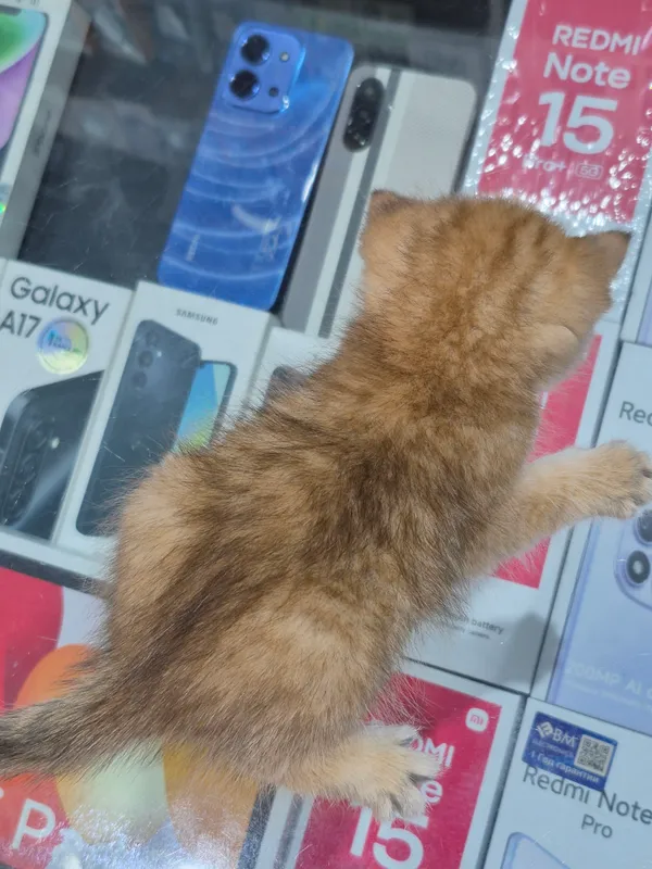 Продаётся котёнок золотая шиншилла 10 Продаётся котёнок золотая шиншилла 10