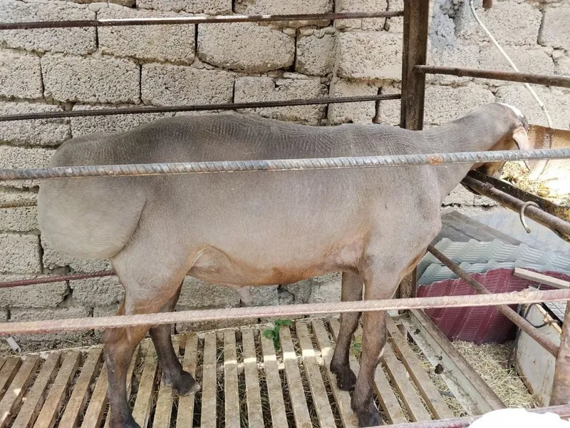 Qìchqor sotiladi