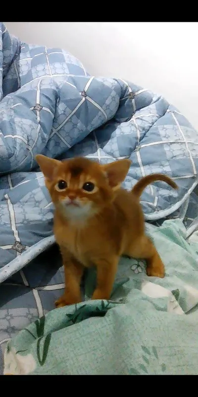 Продается котёнок — фото 3