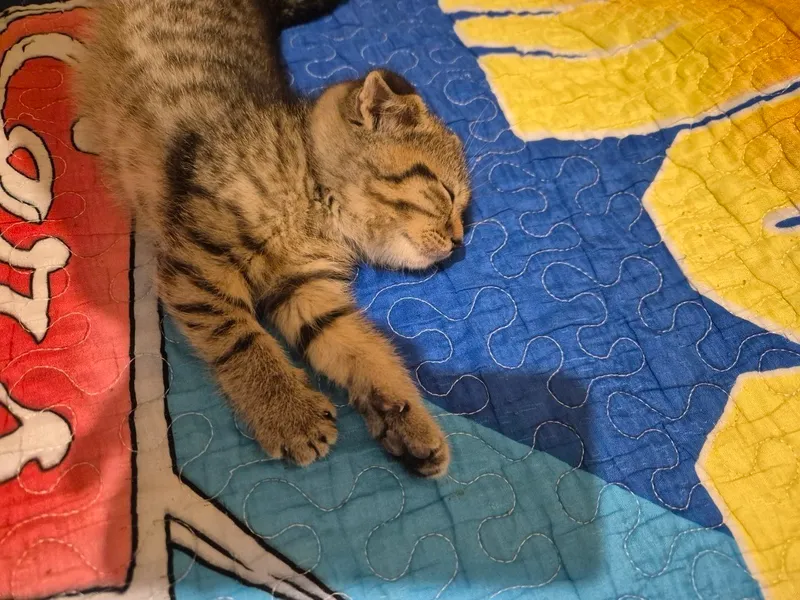 Mushuk bolalari scottish straight×scottish fold