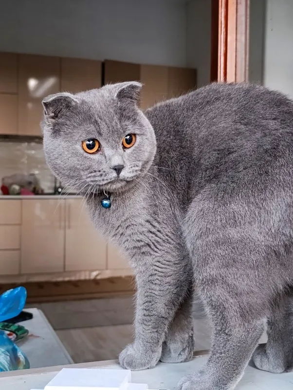 Mushuklar sotiladi Scottish fold va Scottish Strayt 1 Mushuklar sotiladi Scottish fold va Scottish Strayt 1