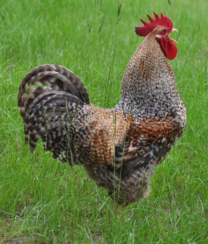 Belefelder semya 1+4 sotiladi makyonlar tuhumda 3