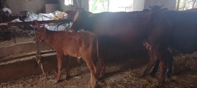 Srochniyga ona bola sigir sotiladi kafolati bilan 2