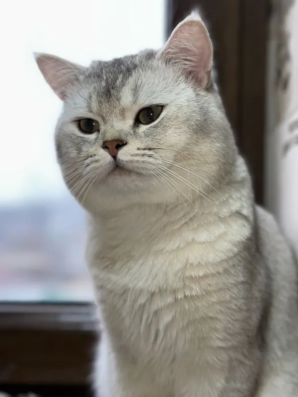British shorthair silver shinshilla Vyazka — фото 3
