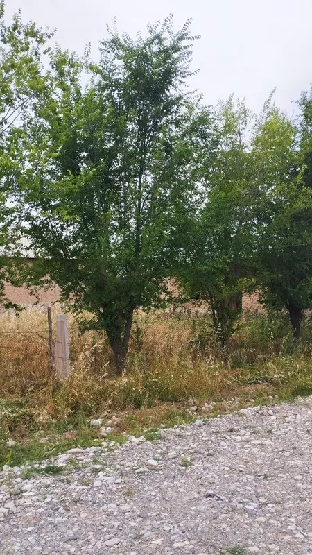 Uchastka sotiladi 1
