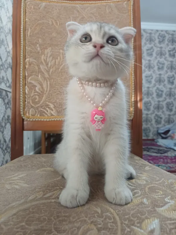 Серебристая шиншилла 3