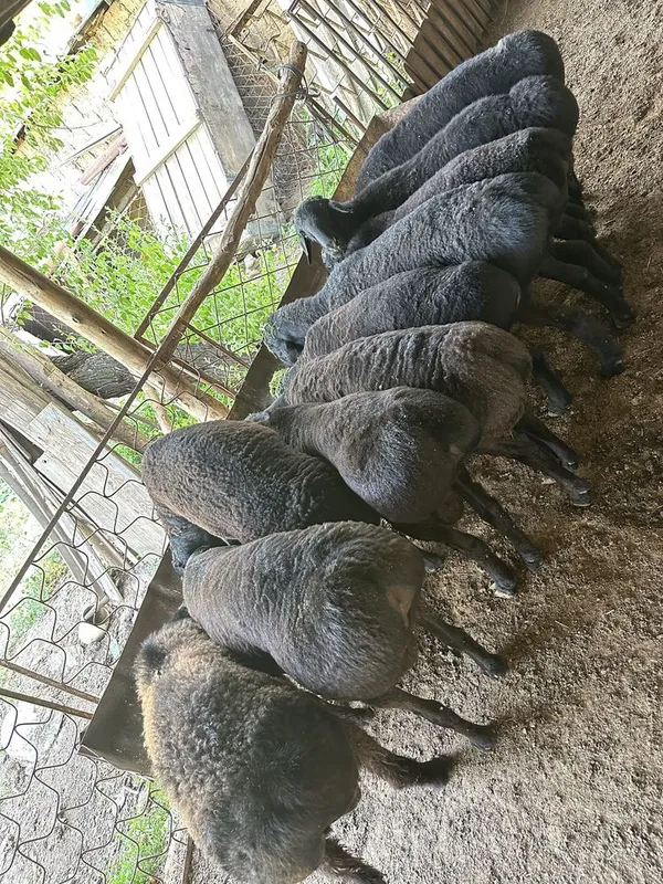 qoy bor yemda boqilgan qurbonlikka tayyor — фото 4