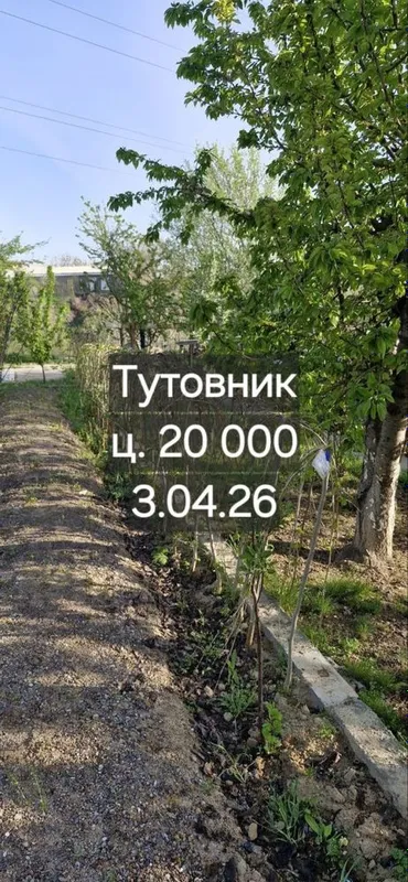 Дерево тутовник