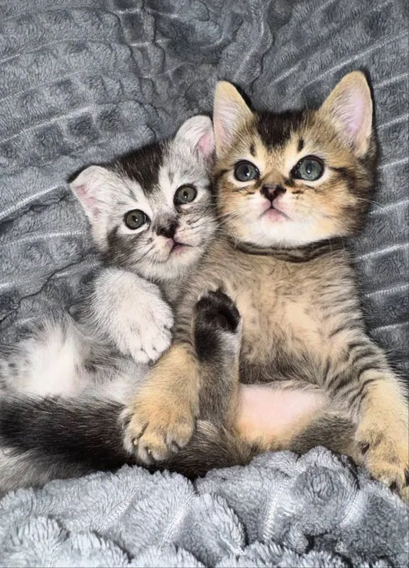 Котята Скотиш страит и Скотиш фолд, шиншилы — фото 1