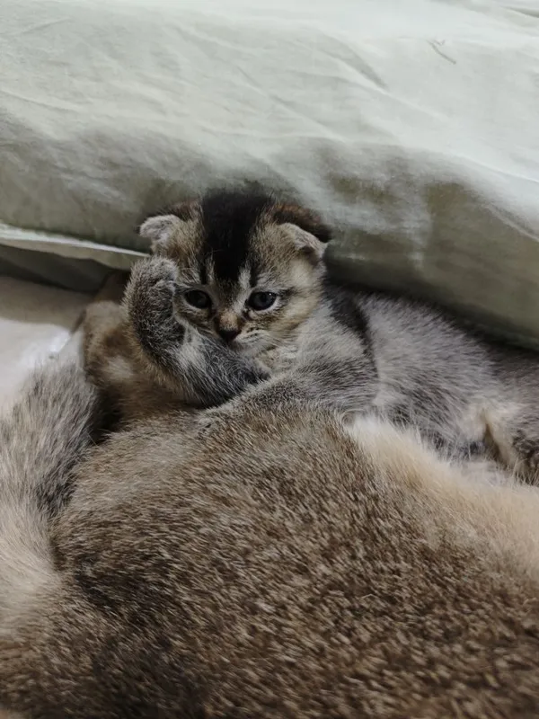 Продаётся кошка мальчик — фото 3