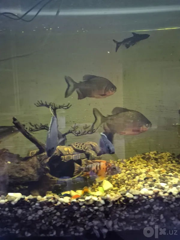Kaftdek kattalikdagi piraňa va akula baliqlari sotiladi 3 Kaftdek kattalikdagi piraňa va akula baliqlari sotiladi 3