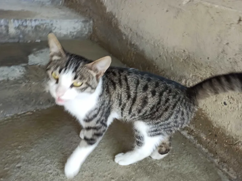 Mushuk erkak tekinga 1 Mushuk erkak tekinga 1