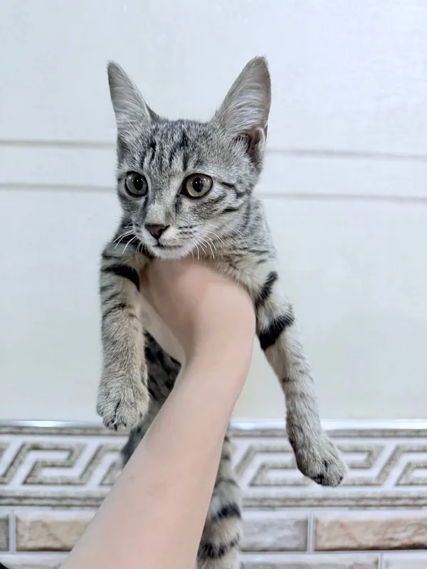 Очень ласковый котёнок, отдам в хорошие руки. цена договорная — фото 4