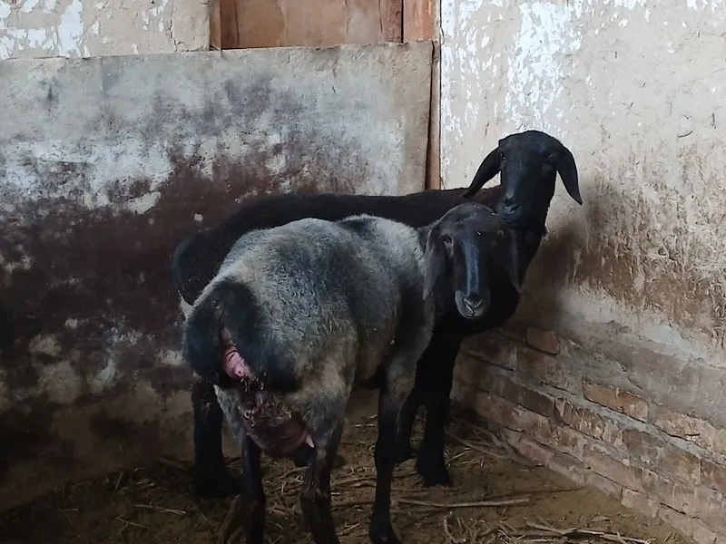 Qo'y qo'zichog'i bilan — фото 3