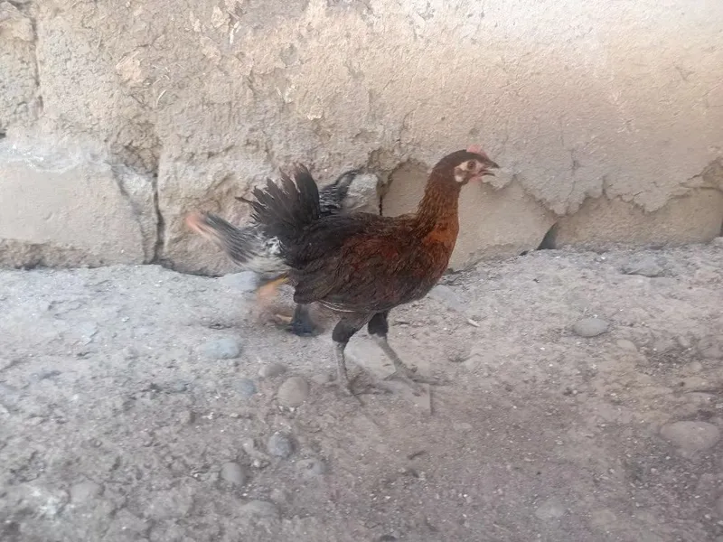 Joja xorozlar sotiladi 2 Joja xorozlar sotiladi 2
