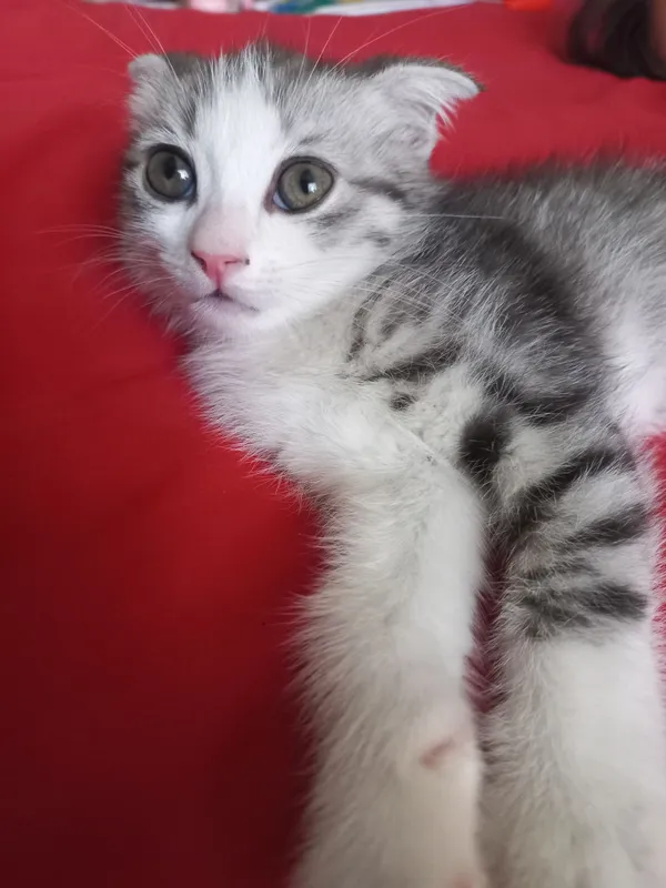 котёнок 4